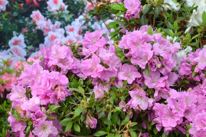 Encore&reg; 'Autumn Lilac&reg;' - Rhododendron (Azalea) from Paradise Acres Garden Center