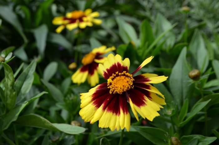 UpTick&trade; ''Yellow & Red'' - Coreopsis (Tickseed) from Paradise Acres Garden Center