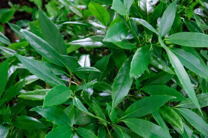 'Serratifloia' Sawtoothed Japanese Aucuba - Aucuba japonica from Paradise Acres Garden Center