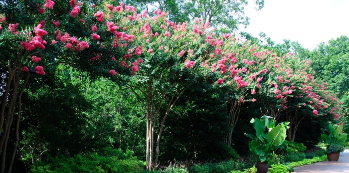 'Tuscarora' Crapemyrtle - Lagerstroemia indica x fauriei from Paradise Acres Garden Center