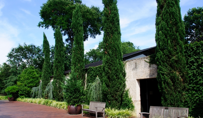 Italian Cypress - Cupressus sempervirens from Paradise Acres Garden Center