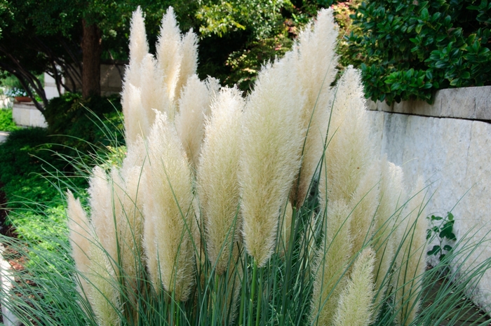 'Ivory Feathers®' Dwarf Pampas Grass - Cortaderia selloana from Paradise Acres Garden Center