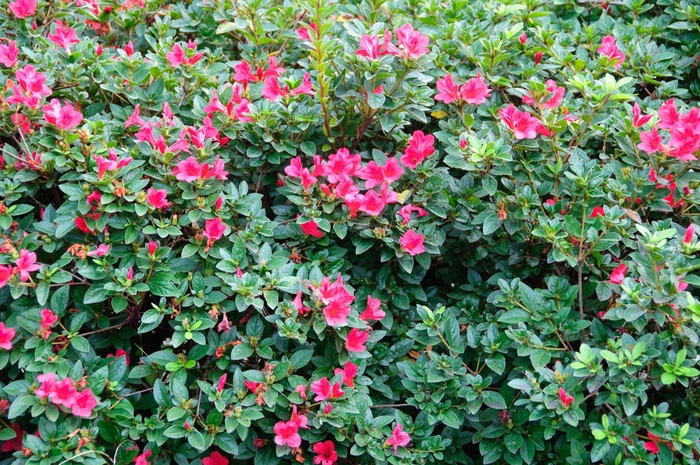 Encore&reg; 'Autumn Ruby&reg;' - Rhododendron (Azalea) from Paradise Acres Garden Center