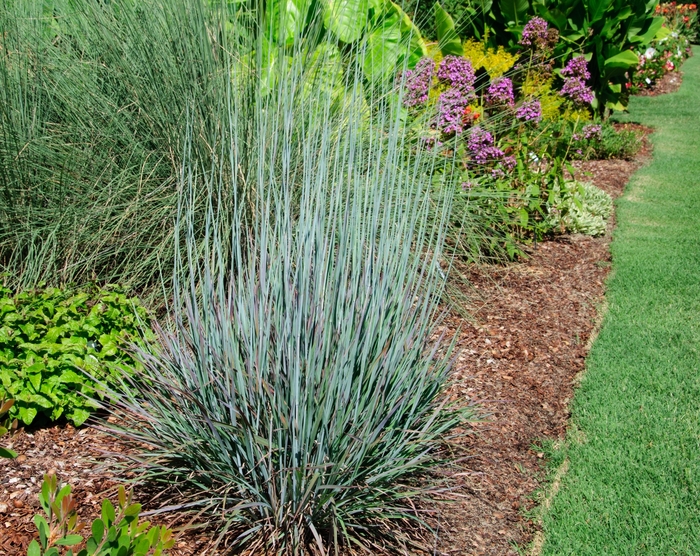 'Standing Ovation' Little Bluestem - Schizachyrium scoparium from Paradise Acres Garden Center