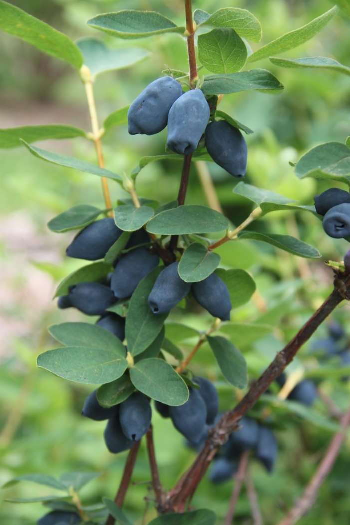 'Yezberry Honey Bunch&reg;' Japanese Haskap - Lonicera caerulea from Paradise Acres Garden Center