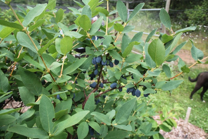 'Yezberry Sugar Pie&reg;' Japanese Haskap - Lonicera caerulea from Paradise Acres Garden Center