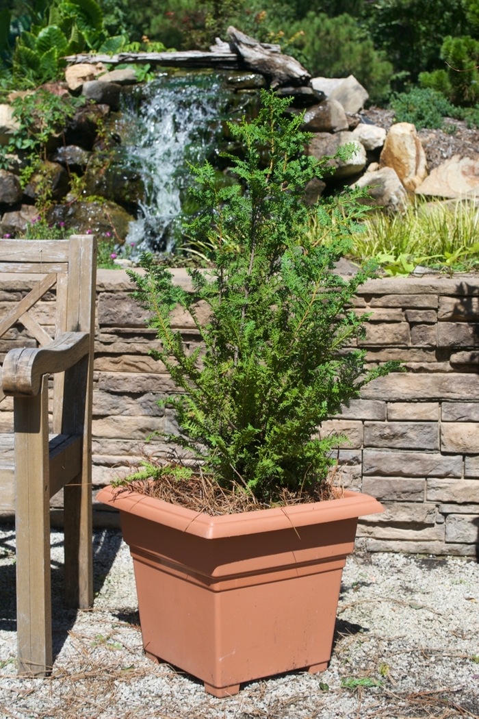 'Nana Gracilis' Dwarf Hinoki Falsecypress - Chamaecyparis obtusa from Paradise Acres Garden Center