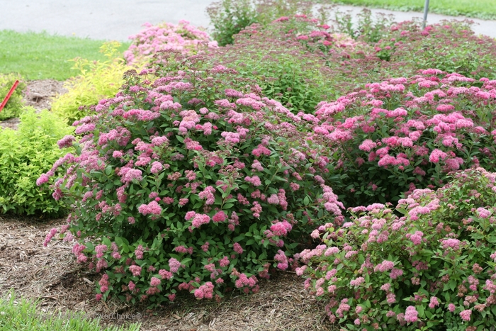 Double Play&reg; 'Pink' - Spiraea japonica (Spirea) from Paradise Acres Garden Center