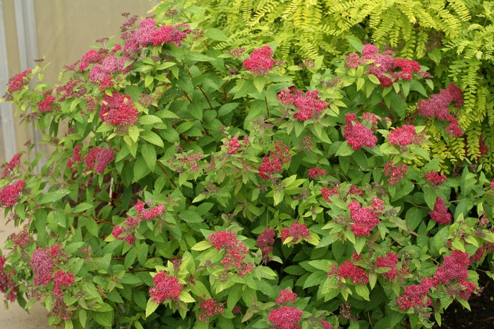 Double Play&reg; 'Red' - Spiraea japonica (Spirea) from Paradise Acres Garden Center