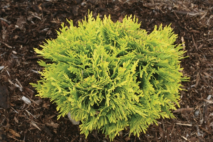 'Anna's Magic Ball&reg;' - Thuja occidentalis (Arborvitae) from Paradise Acres Garden Center