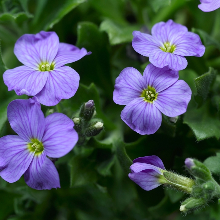 Audrey&trade; 'Sky Blue' - Aubrieta (Rockcress) from Paradise Acres Garden Center