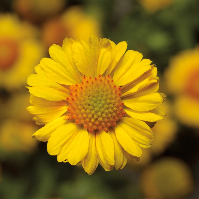 Sunrita&reg; 'Golden Yellow' - Gaillardia aristata (Blanket Flower) from Paradise Acres Garden Center