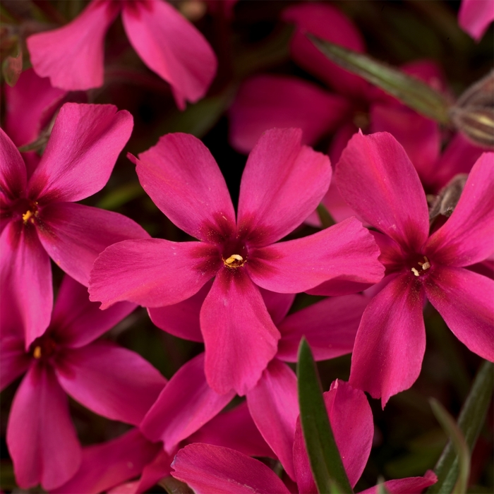 'Scarlet Flame' Moss Phlox - Phlox subulata from Paradise Acres Garden Center