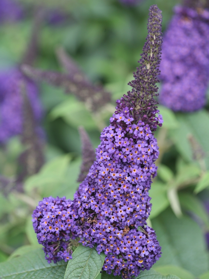 'Pugster Blue&reg;' Butterfly Bush - Buddleia from Paradise Acres Garden Center