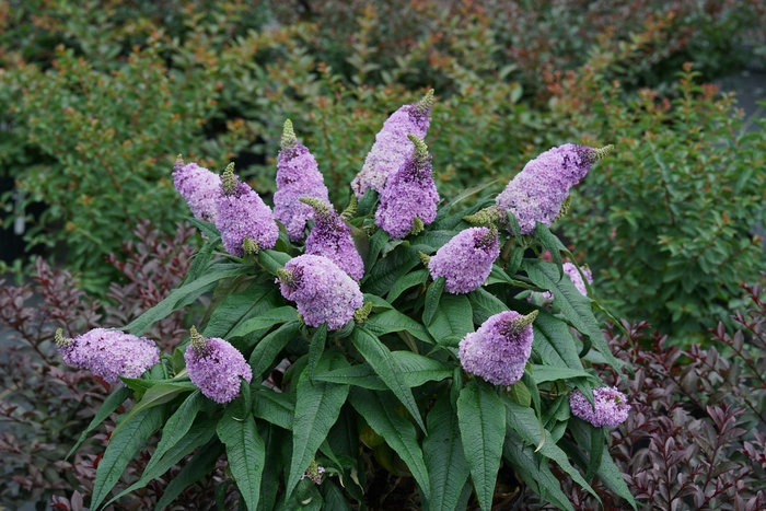 Pugster&reg; Amethyst - Buddleia (Butterfly Bush) from Paradise Acres Garden Center