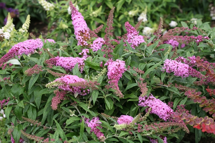 Pugster Pink&reg; Butterfly Bush - Buddleia 'SMNBDPT' from Paradise Acres Garden Center