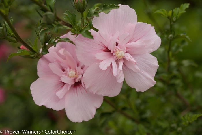 'Pink Chiffon&reg;' Rose of Sharon - Hibiscus syriacus from Paradise Acres Garden Center