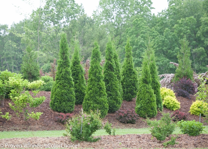 ''North Pole&reg;'' Arborvitae - Thuja occidentalis from Paradise Acres Garden Center