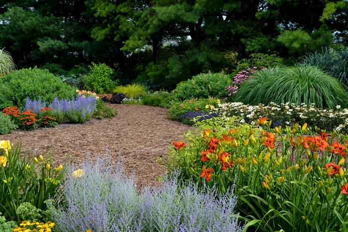 'Tuscan Gold&trade;' False Sunflower - Heliopsis helianthoides from Paradise Acres Garden Center