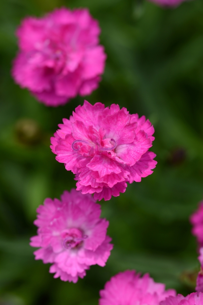 Mountain Frost&trade; 'Pink PomPom' - Dianthus (China Pinks, Cheddar Pinks) from Paradise Acres Garden Center