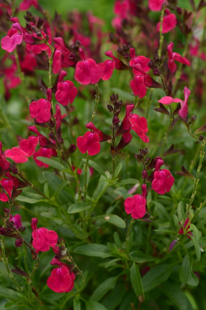 Mirage&trade; 'Neon Rose' - Salvia greggii (Sage) from Paradise Acres Garden Center