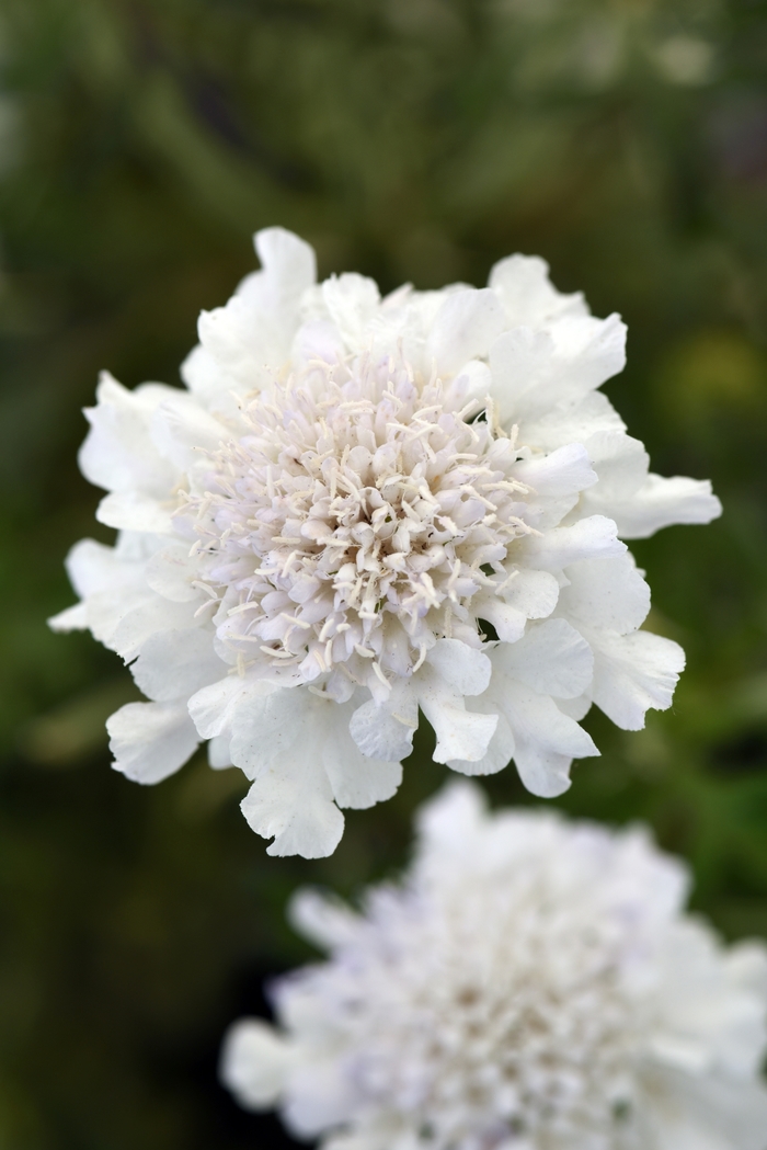 Flutter&trade; 'Pure White' - Scabiosa columbaria (Pincushion Flower) from Paradise Acres Garden Center