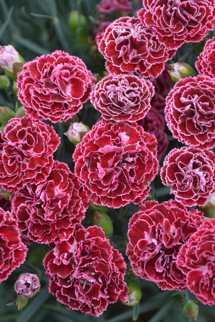 Fruit Punch&reg; Cherry Vanilla - Dianthus (Pinks) from Paradise Acres Garden Center