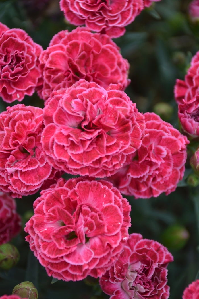 Fruit Punch&reg; 'Raspberry Ruffles' - Dianthus (Pinks) from Paradise Acres Garden Center
