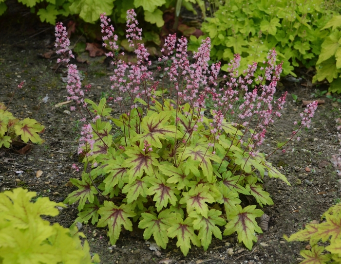 Fun and Games&reg; 'Eye Spy' - Heucherella (Foamy Bells) from Paradise Acres Garden Center