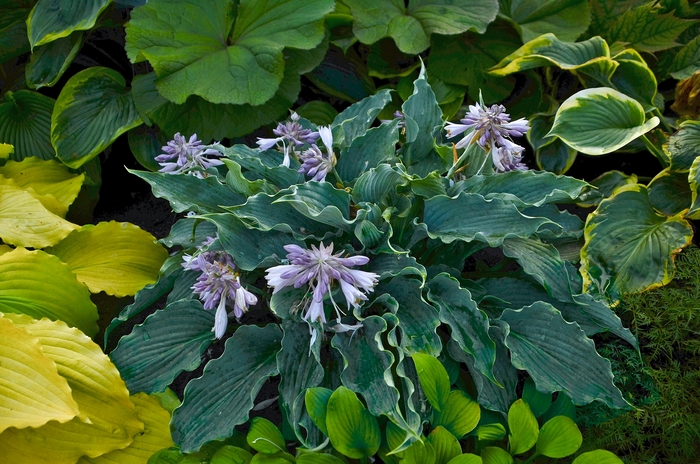 Shadowland&reg; 'Waterslide' - Hosta (Hosta, Plantain Lily) from Paradise Acres Garden Center