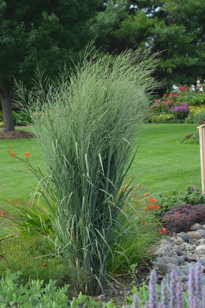 Prairie Winds&reg; 'Totem Pole' - Panicum virgatum (Switch Grass) from Paradise Acres Garden Center