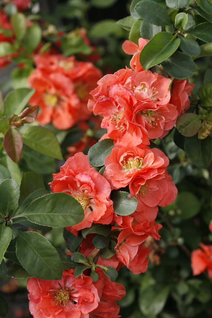 Double Take&reg; 'Peach' - Chaenomeles speciosa (Quince) from Paradise Acres Garden Center
