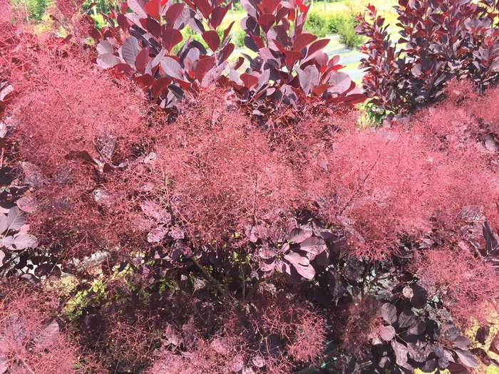 'Winecraft Black&reg;' Smokebush - Cotinus coggygria from Paradise Acres Garden Center