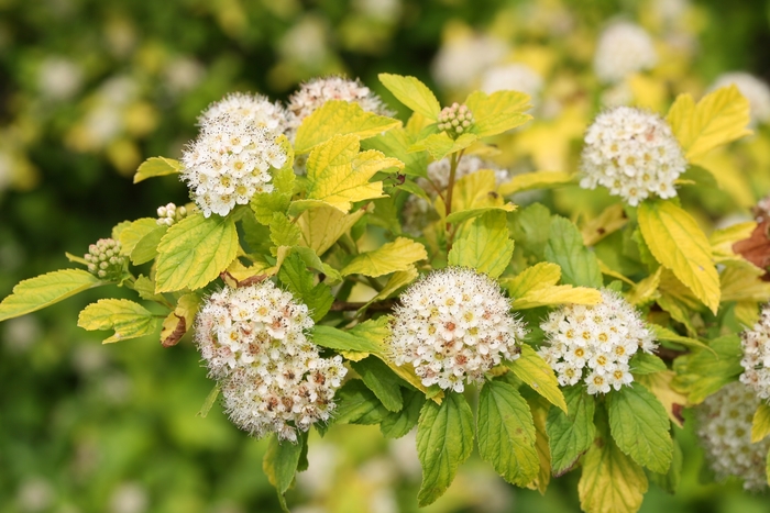 'Festivus Gold&reg;' Ninebark - Physocarpus opulifolius from Paradise Acres Garden Center