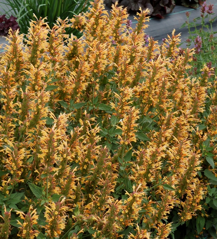 Kudos&trade; 'Gold' - Agastache (Hummingbird mint) from Paradise Acres Garden Center