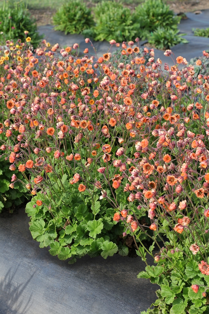 Tempo&trade; 'Orange' - Geum from Paradise Acres Garden Center