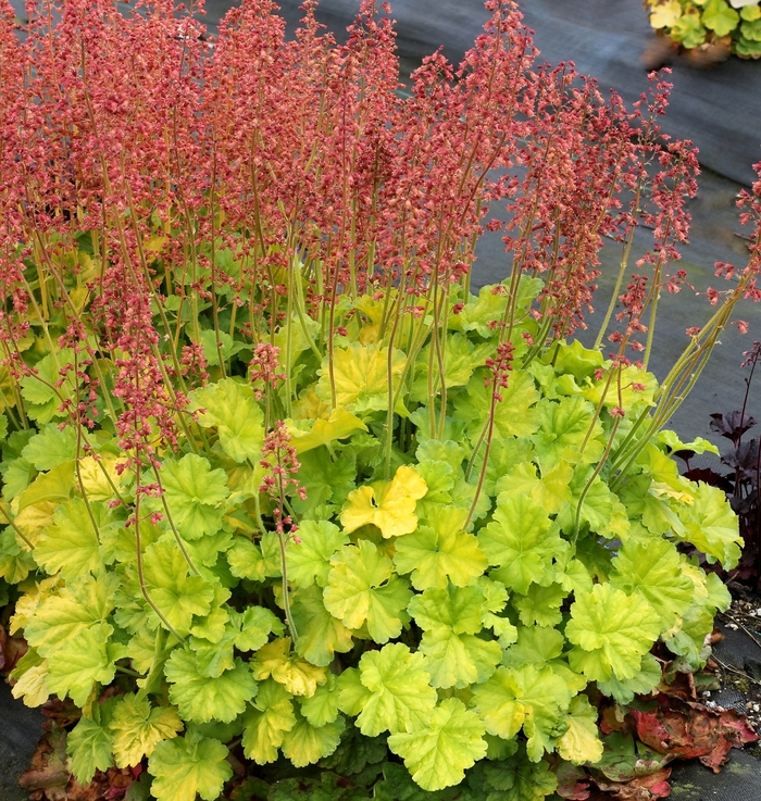 Northern Exposure&trade; 'Lime' - Heuchera (Coral Bells) from Paradise Acres Garden Center