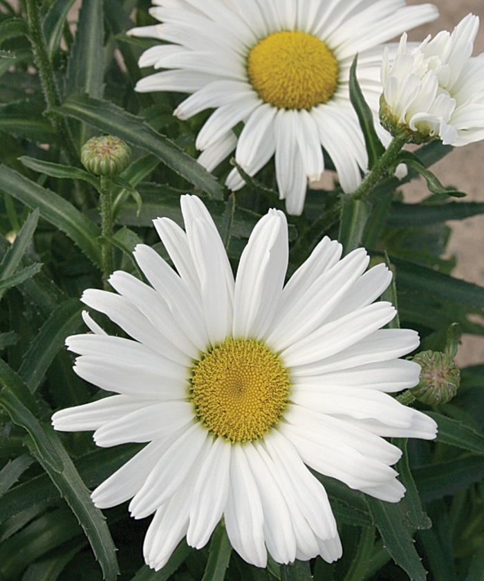 Amazing Daisies&reg; 'Daisy May&reg;' - Leucanthemum x superbum (Shasta Daisy) from Paradise Acres Garden Center