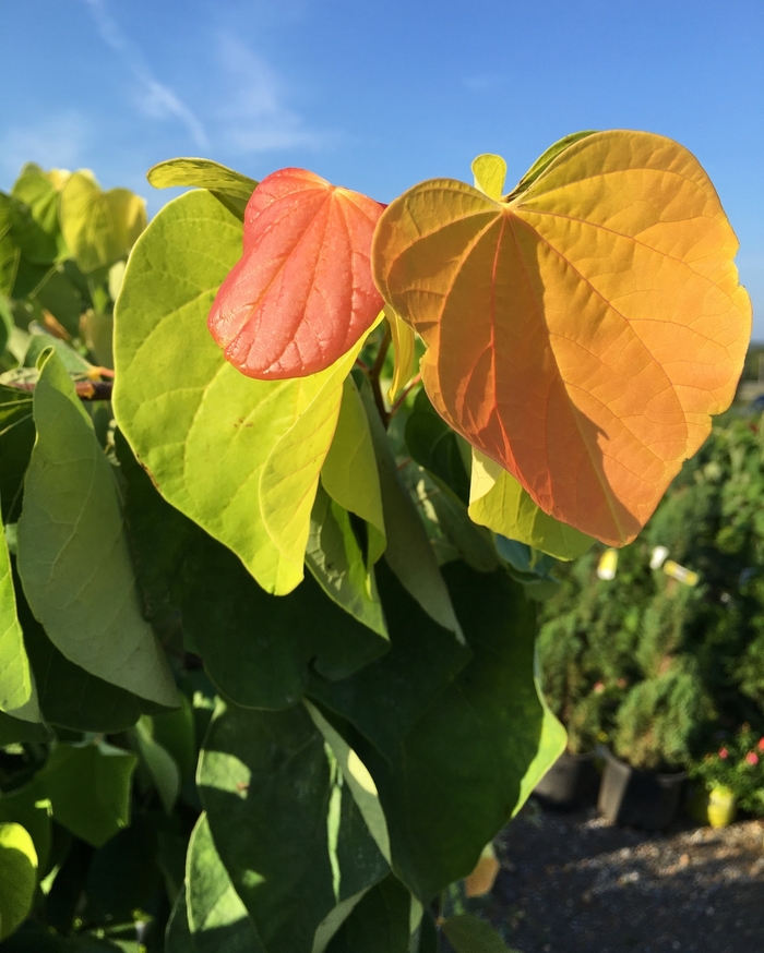 'The Rising Sun&trade;' Redbud - Cercis canadensis from Paradise Acres Garden Center