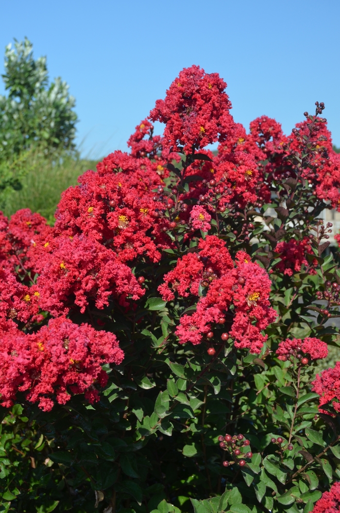 Princess&trade; 'Holly Ann' - Lagerstroemia (Crapemyrtle) from Paradise Acres Garden Center