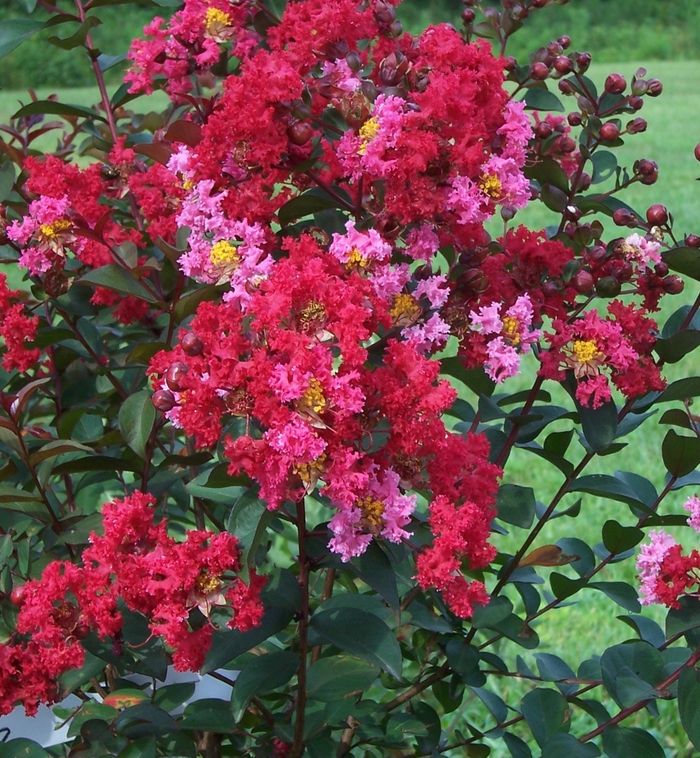 Princess&trade; 'Zoey' - Lagerstroemia (Crapemyrtle) from Paradise Acres Garden Center