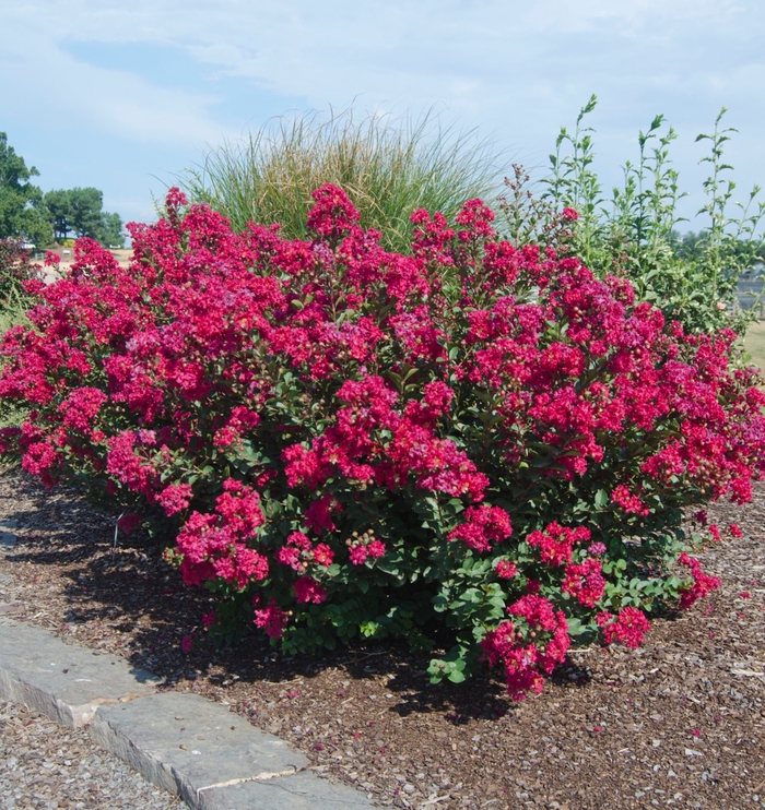 Princess&trade; 'Kylie' - Lagerstroemia (Crapemyrtle) from Paradise Acres Garden Center