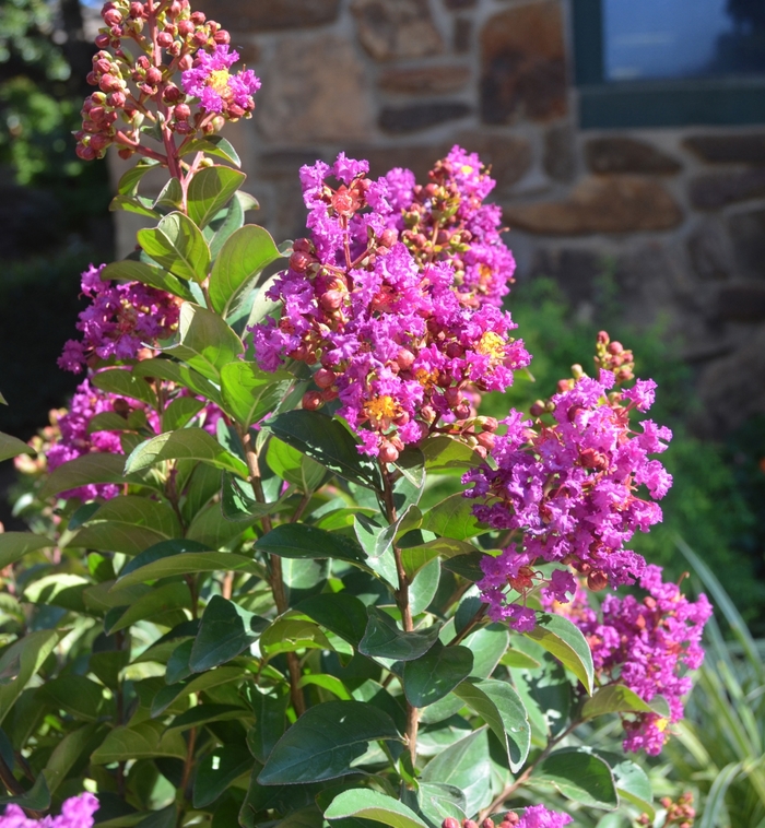 Princess&trade; 'Jaden' - Lagerstroemia (Crapemyrtle) from Paradise Acres Garden Center
