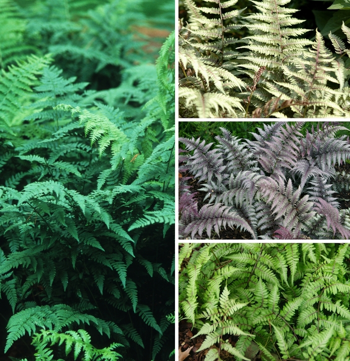 'Multiple Varieties' Wood Fern - Athyrium from Paradise Acres Garden Center