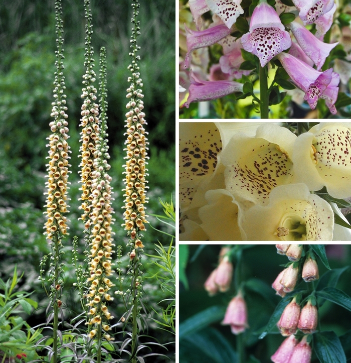 Foxglove - Digitalis from Paradise Acres Garden Center