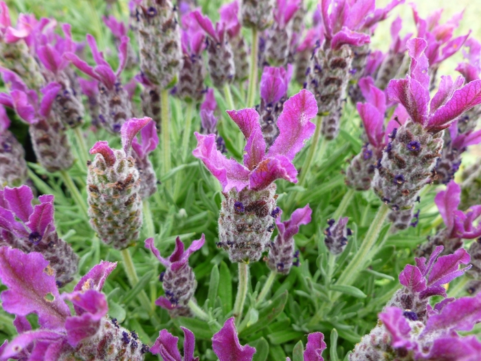 'Anouk Deep Rose' - Lavandula stoechas (Lavender) from Paradise Acres Garden Center
