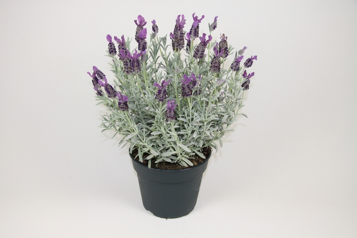 'Anouk Silver' - Lavandula stoechas (Lavender) from Paradise Acres Garden Center