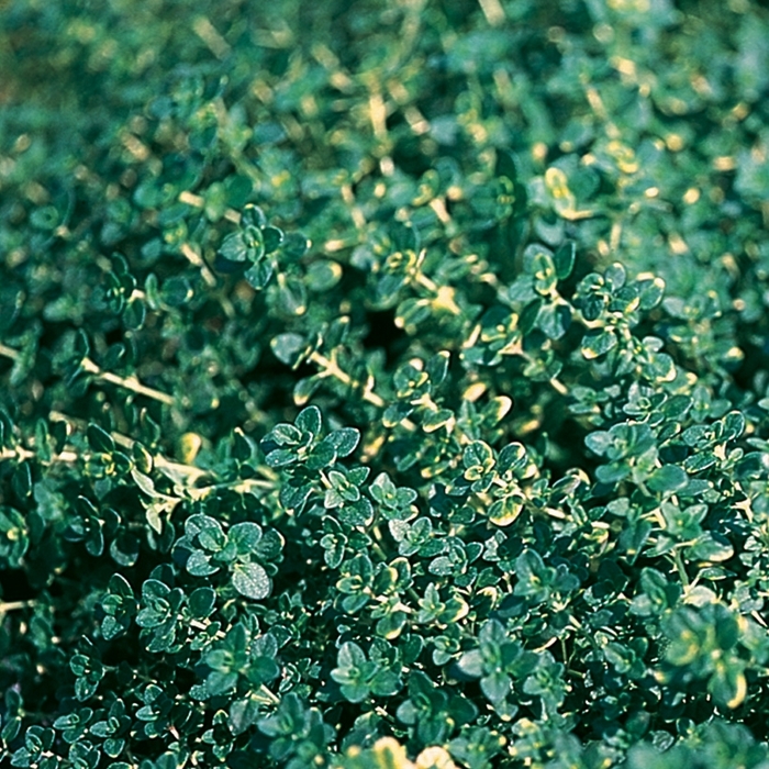 'Doone Valley' Creeping Thyme - Thymus x citriodorus from Paradise Acres Garden Center
