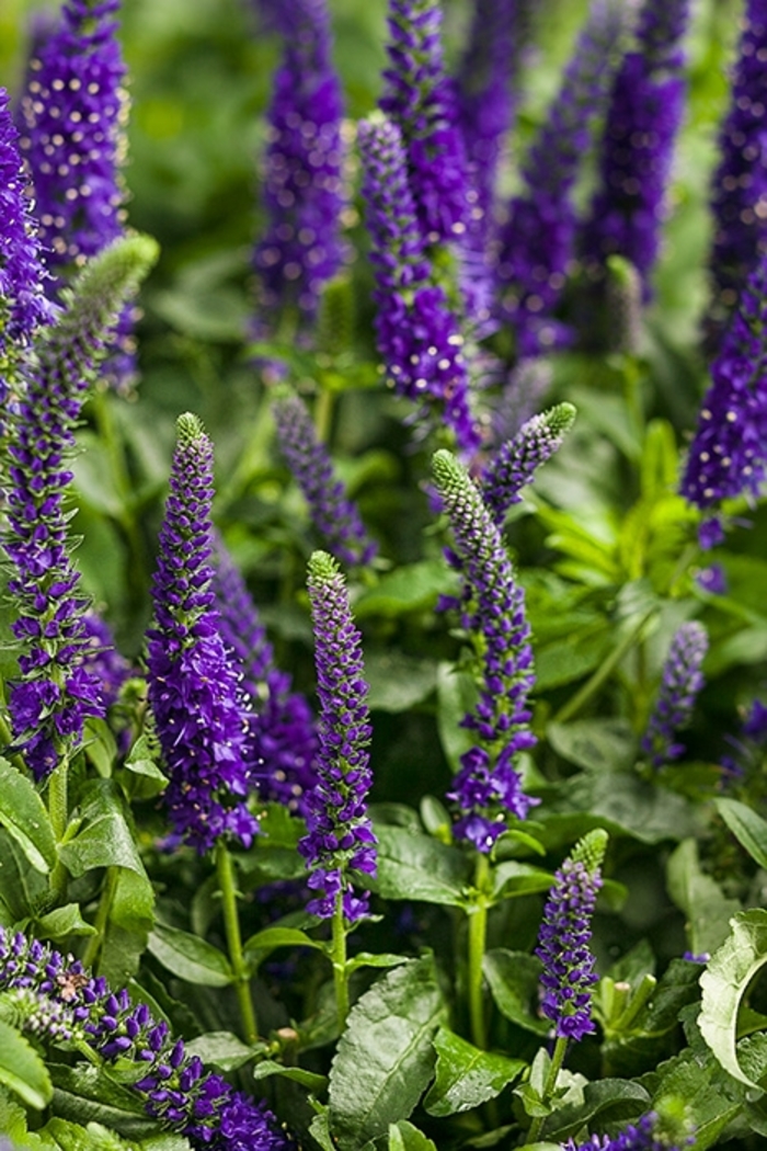Magic Show&reg; 'Enchanted Indigo' - Veronica (Spike Speedwell) from Paradise Acres Garden Center