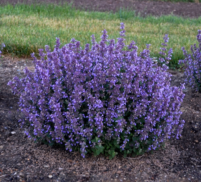 'Cat's Pajamas' Catmint - Nepeta from Paradise Acres Garden Center